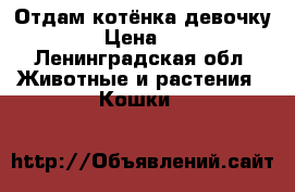 Отдам котёнка девочку  › Цена ­ 1 - Ленинградская обл. Животные и растения » Кошки   